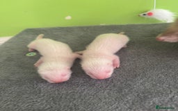 Ferret rodents for sale: Ferret kits available  - Image 3