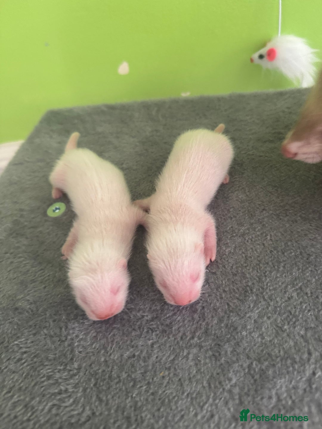 Ferret rodents for sale: Ferret kits available  - Image 3