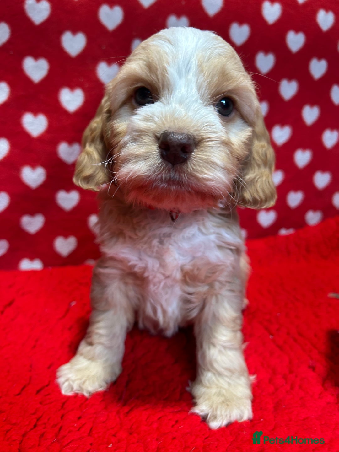 Cockapoo dogs for sale: Cute F1 cockapoo puppies  - Advert 2