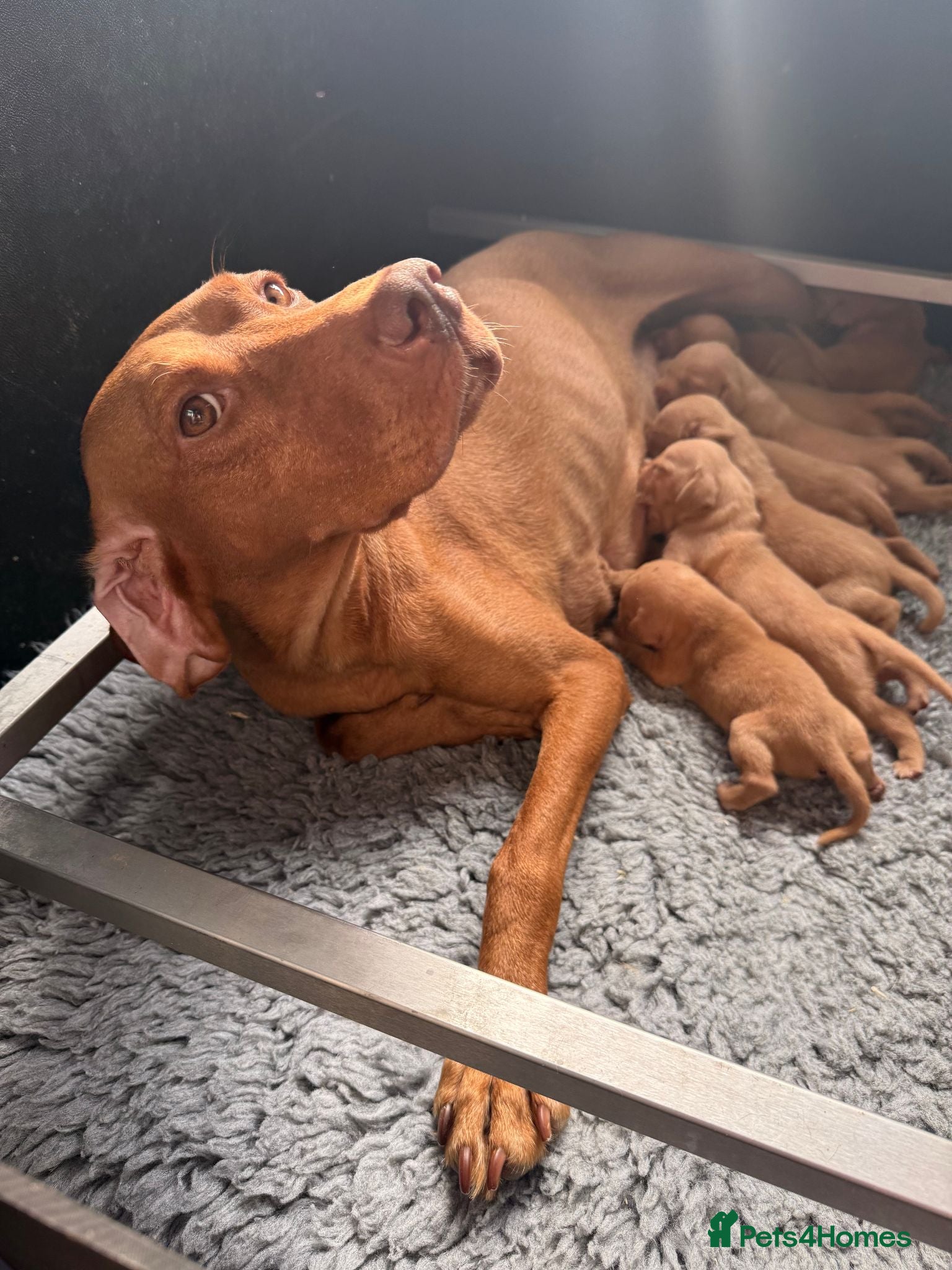 Hungarian Vizsla dogs KC Reg Hungarian Vizsla Pups Health Tested Parents - Advert 3