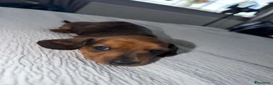 Miniature Dachshund 2
