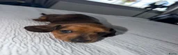 Miniature Dachshund dogs for sale: Miniature Dachsund Puppies - Advert 8