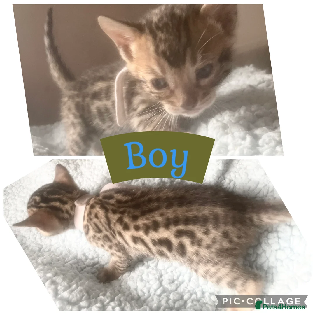 Bengal cats for sale: 2 beautiful brown kits - Advert 4
