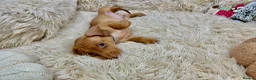 Dachshund dogs for sale: HIGH QUALITY MINIATURE DACHSHUND PUPPIES - Advert 17