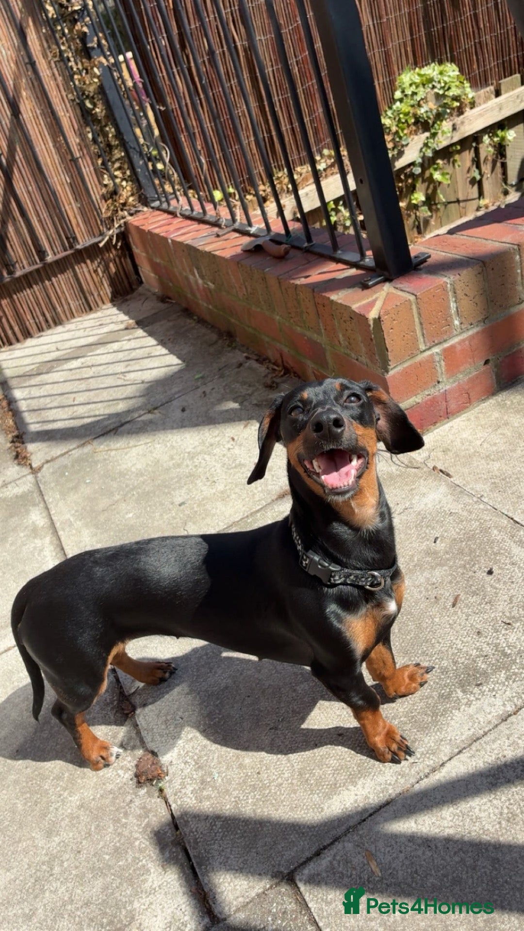 Dachshund dogs 3 dachshund boys for sale  - Advert 1