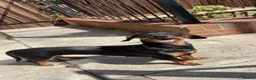 Dachshund dogs for sale: 3 dachshund boys for sale  in Redcar - Advert 1