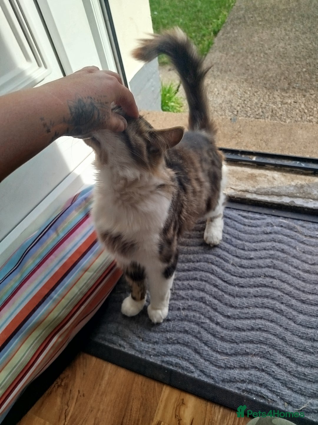 Maine Coon cats for sale: Maine coon mix- male 16months - Image 2