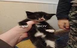 Mixed Breed cats for sale: Sweet kittens ready for their new homes! - Image 1