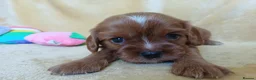 Cavalier King Charles Spaniel dogs for sale: Choc & Tan carriers - CKC Spaniel Puppies - Advert 10