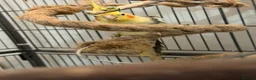 Cockatiels birds for sale: 2 male cockatiels in Boston - Advert 2
