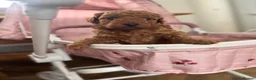 Miniature Poodle dogs for sale: Miniature Poodle Puppies - Advert 4