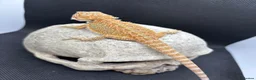 Bearded Dragon reptiles for sale: Spectacular baby dragons ready now  - Advert 3