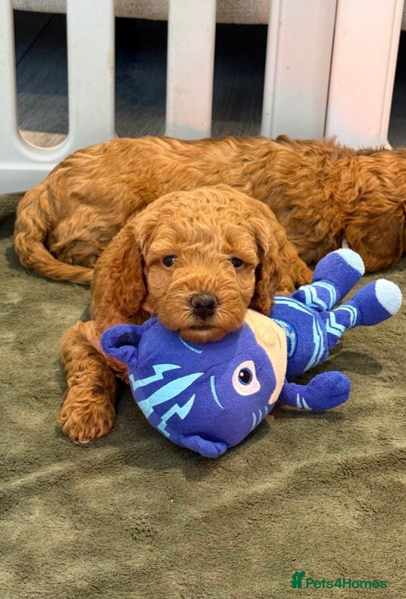 Cavapoo dogs 1 BOY LEFT!!! Beautiful F1bb Cavapoo Puppies - Advert 6