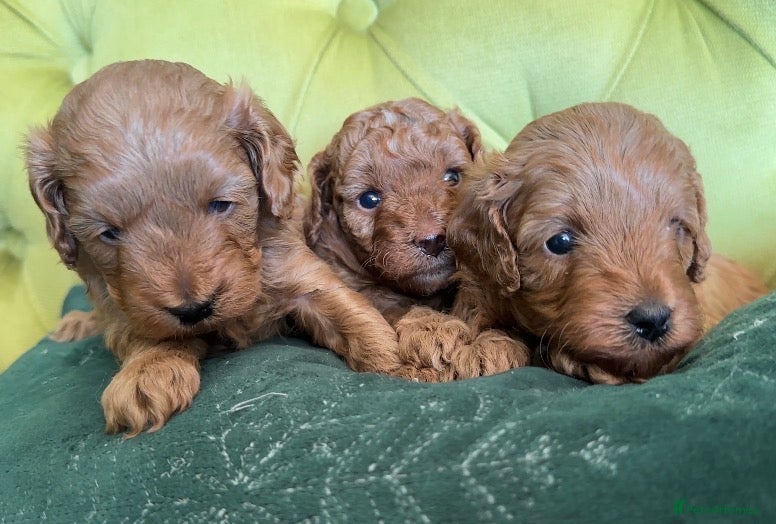 Mixed Breed dogs 🌟 Stunning F1b Cavapoo Puppies For Sale 🌟 - Advert 2