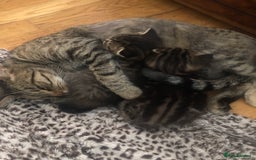 Mixed Breed cats for sale: Fluffy kittens - Image 7
