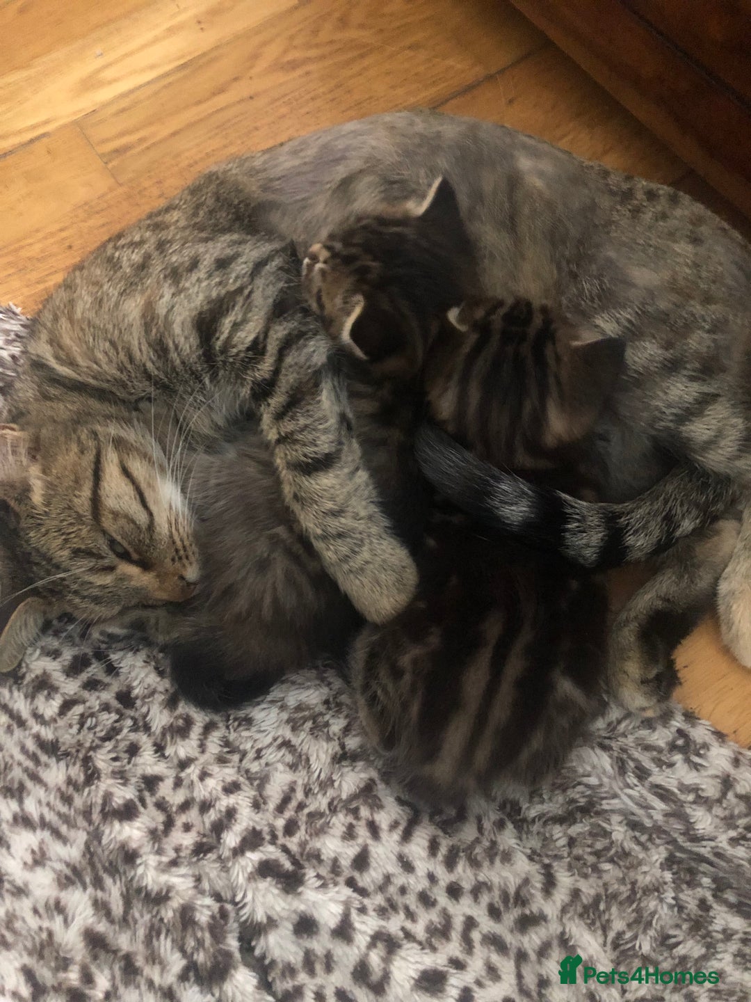 Mixed Breed cats for sale: Fluffy kittens - Image 7
