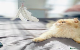 British Longhair cats for stud: 🐾🐾🐱Pretty boy looking for a girl 🐱🐾🐾 in Luton - Image 14