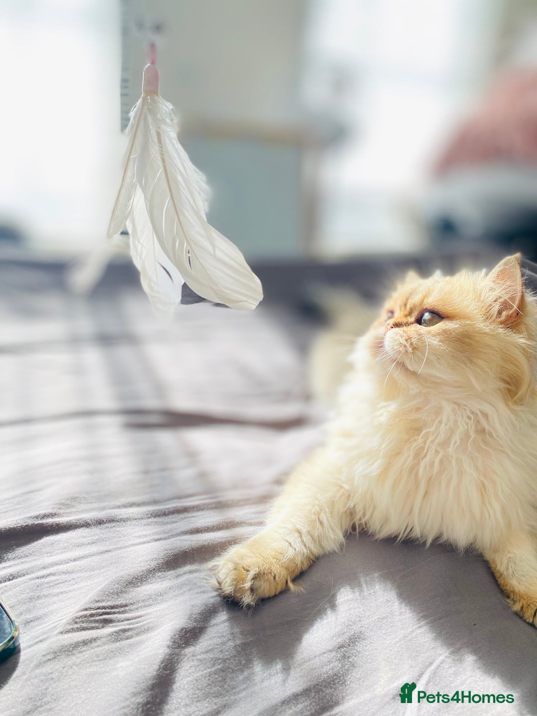 British Longhair cats for stud: 🐾🐾🐱Pretty boy looking for a girl 🐱🐾🐾 in Luton - Image 14