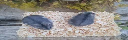 Hamster rodents for sale:  Beautiful baby winter white russian hamsters - Advert 13