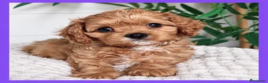 Cavapoo 3
