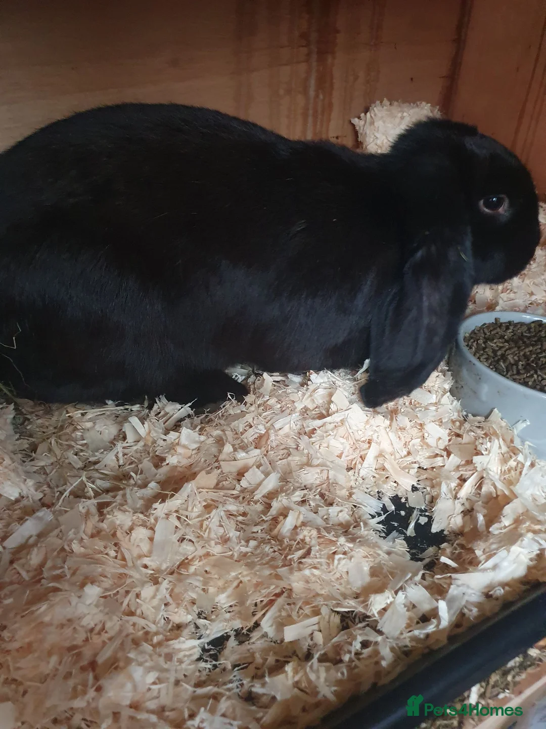 French Lop rabbits for sale: Giant French Lop Doe 6 month - Advert 2