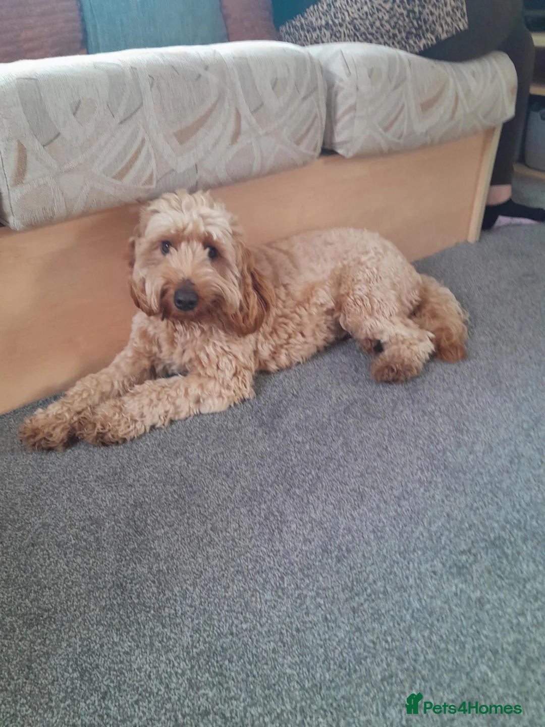 Cockapoo dogs for sale: Cockapoo  - Advert 1