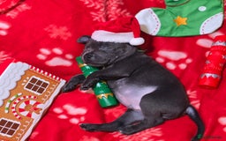 Staffordshire Bull Terrier dogs for sale: Staffordshire bull terrier  - Advert 1