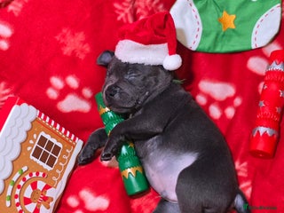 Staffordshire Bull Terrier dogs Staffordshire bull terrier - Advert 14