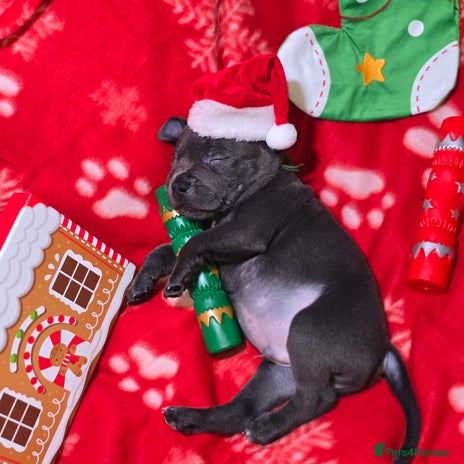 Staffordshire Bull Terrier dogs - Advert 7