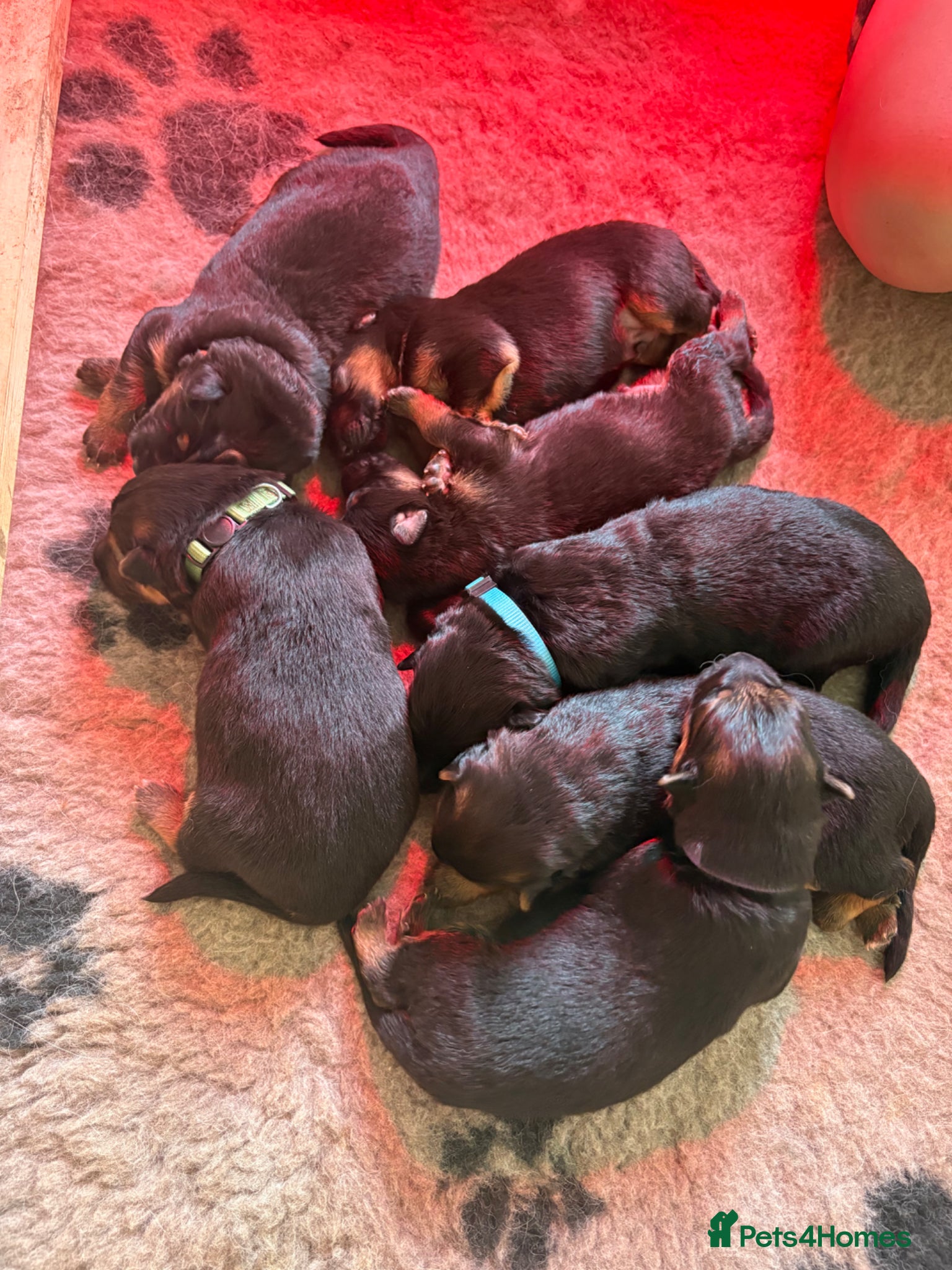 German Shepherd dogs 7 beautiful pups - Advert 1