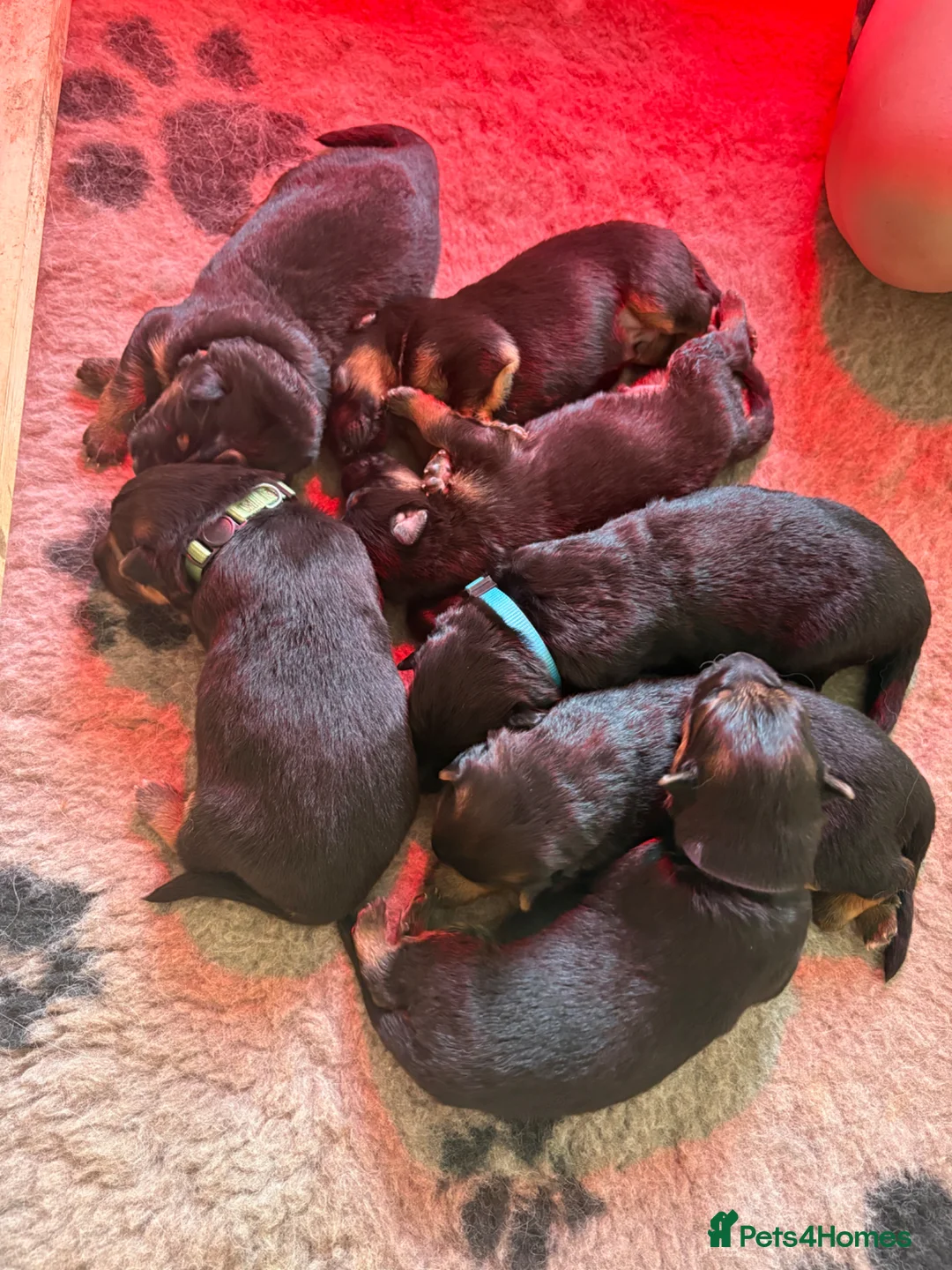 German Shepherd dogs for sale: 7 beautiful pups - Advert 1