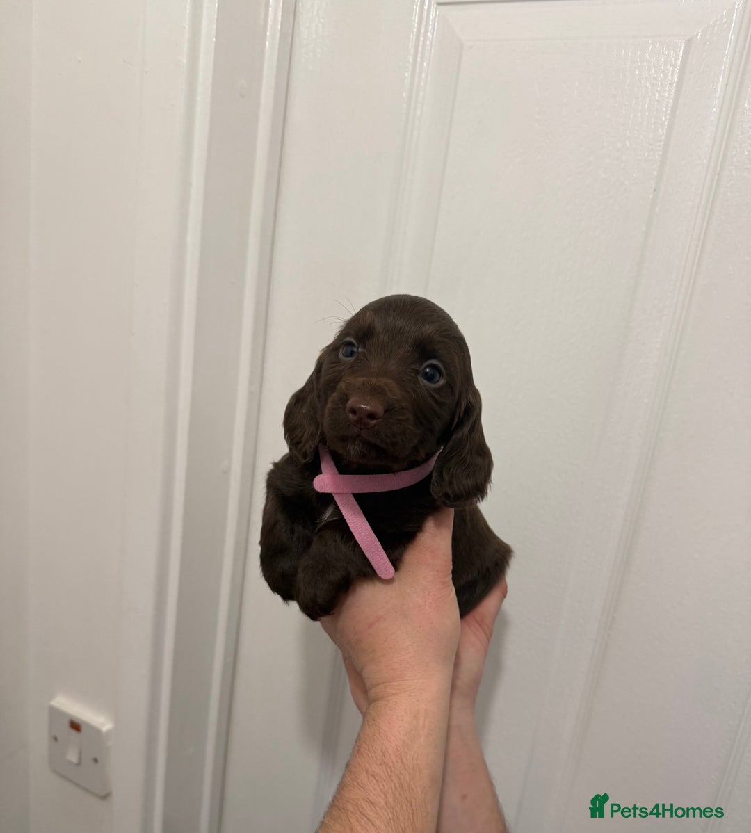 Cocker Spaniel dogs for sale: PEDIGREE COCKER SPANIEL PUPPIES  - Advert 2