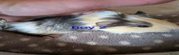 Guinea Pig rodents for sale: Baby boy guinea pigs  - Advert 2