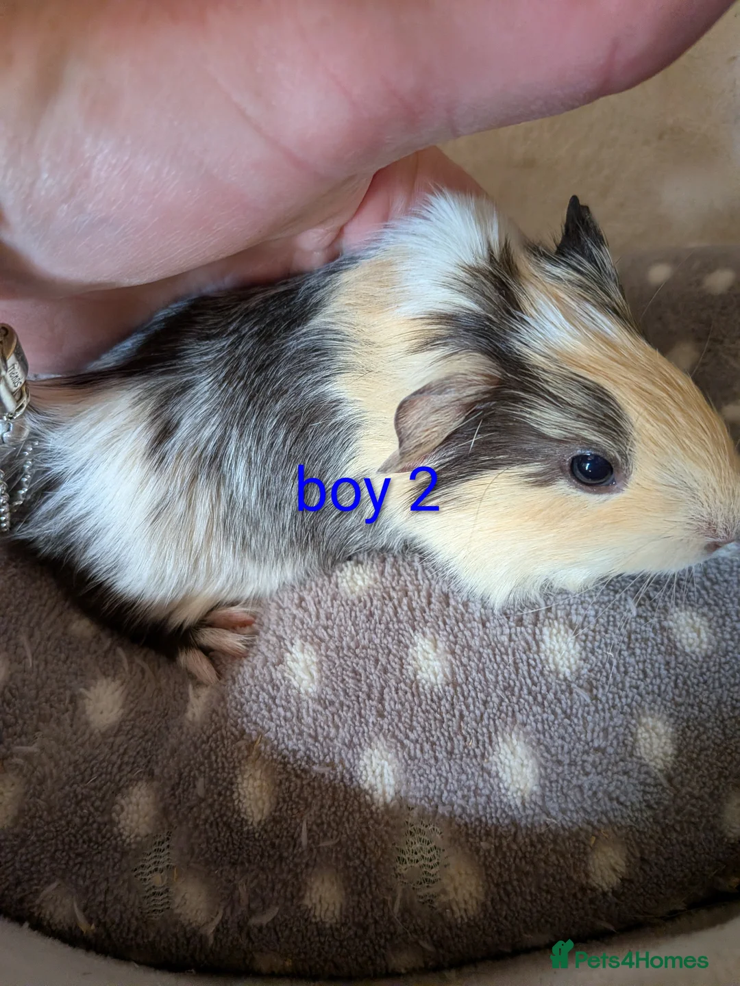 Guinea Pig rodents for sale: Baby boy guinea pigs  - Advert 2