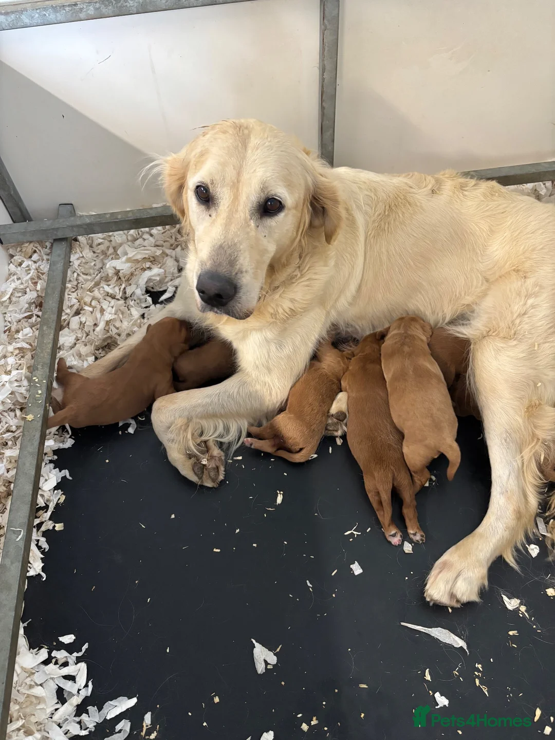 Mini Goldendoodle dogs for sale: Quality F1 Minature Goldendoodles  in Witham - Advert 9