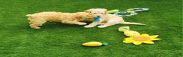 Cockapoo dogs for sale: Cockapoo puppies - Advert 8
