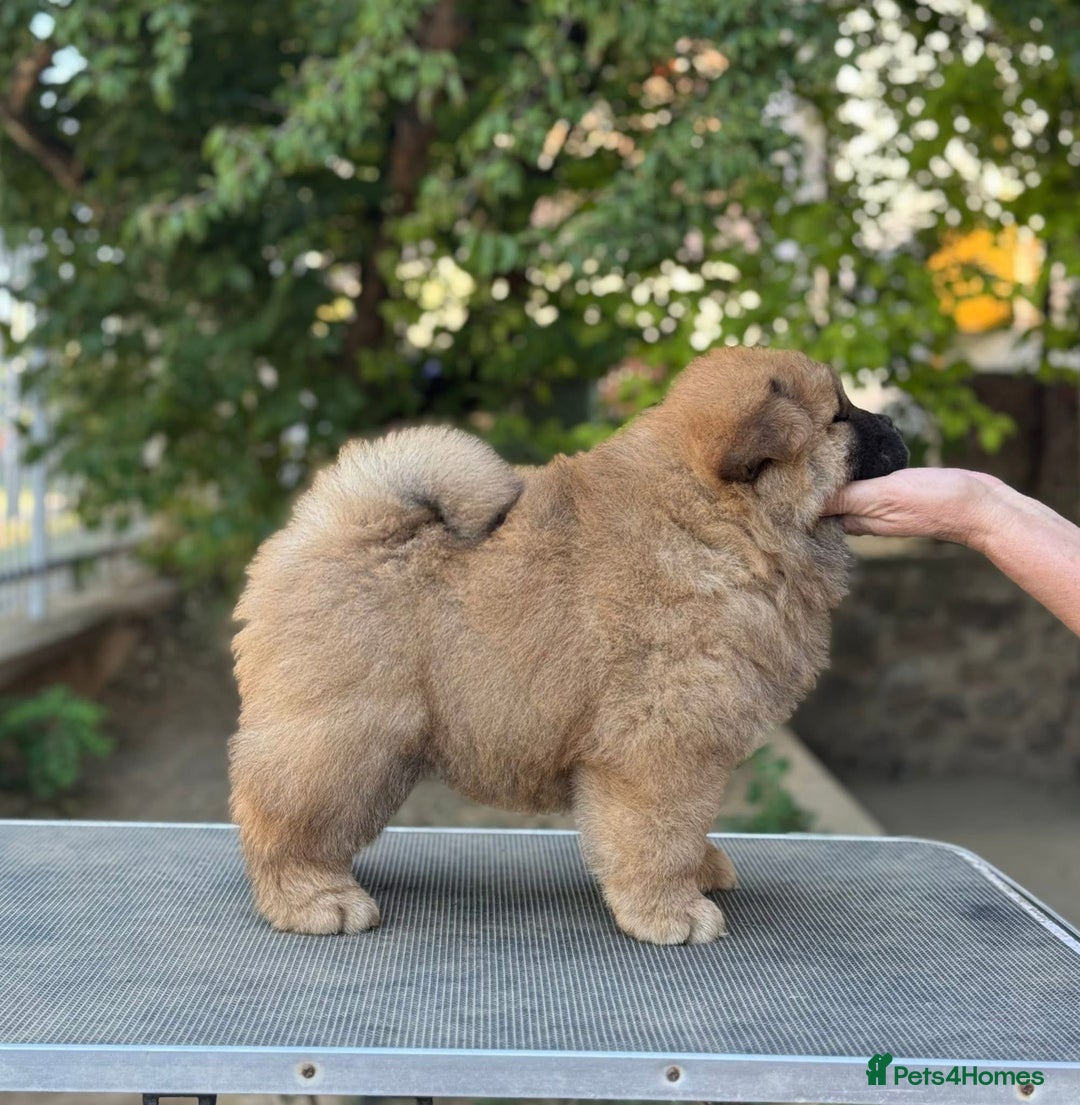 Chow Chow dogs for sale: Kc Registered Chow Chow Pup - Advert 3