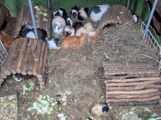 Guinea Pig rodents Young male and his son piggy - Advert 9