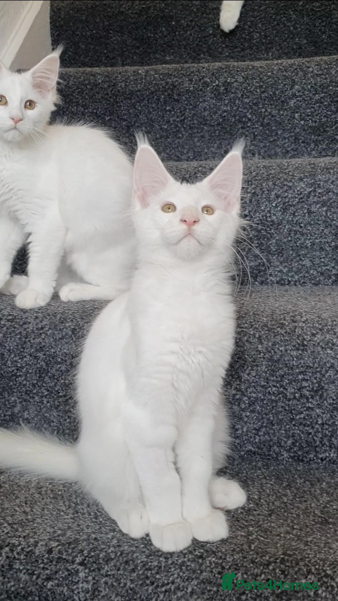 Maine Coon cats for sale: 🏅TICA🏅 pure white boys maine coons - Advert 1