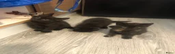 Mixed Breed cats for sale: 2 Black Males, 2 Tortoiseshell Females For Sale - Advert 7
