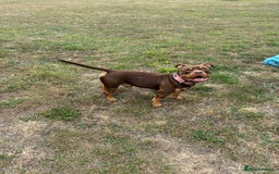American Bully dogs for sale: ABCK pocket bully - Image 5