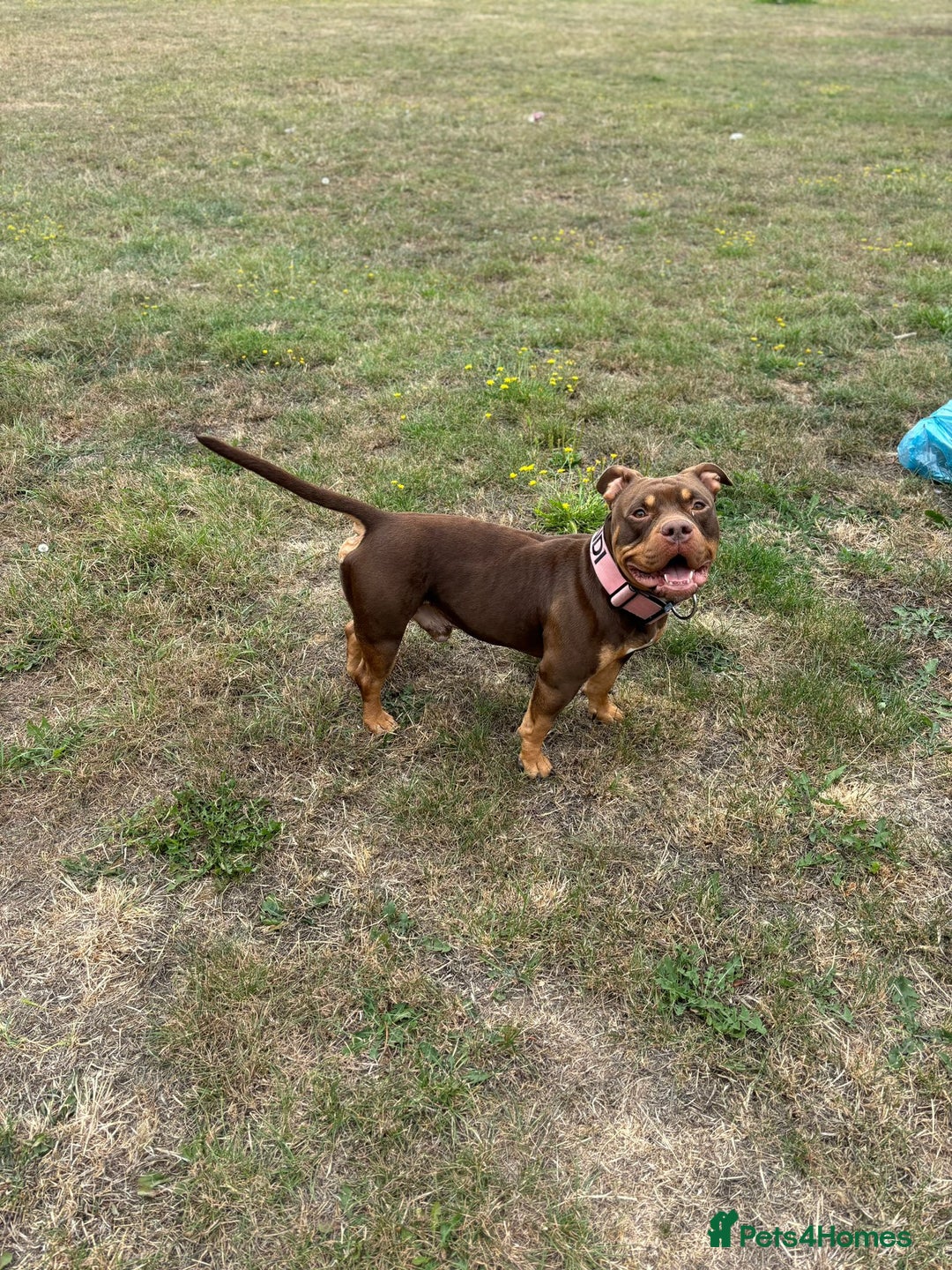 American Bully dogs for sale: ABCK pocket bully - Image 5