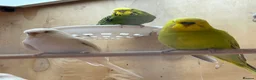 Mixed Breed birds for sale: Cockatiels, kakarikis & budgies  - Advert 3