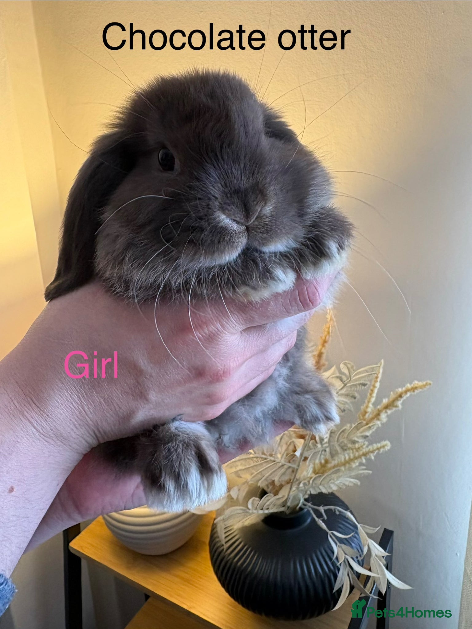 Mini Lop rabbits Beautiful Mini Lop Bunnies - 1 boy left!!  - Advert 2