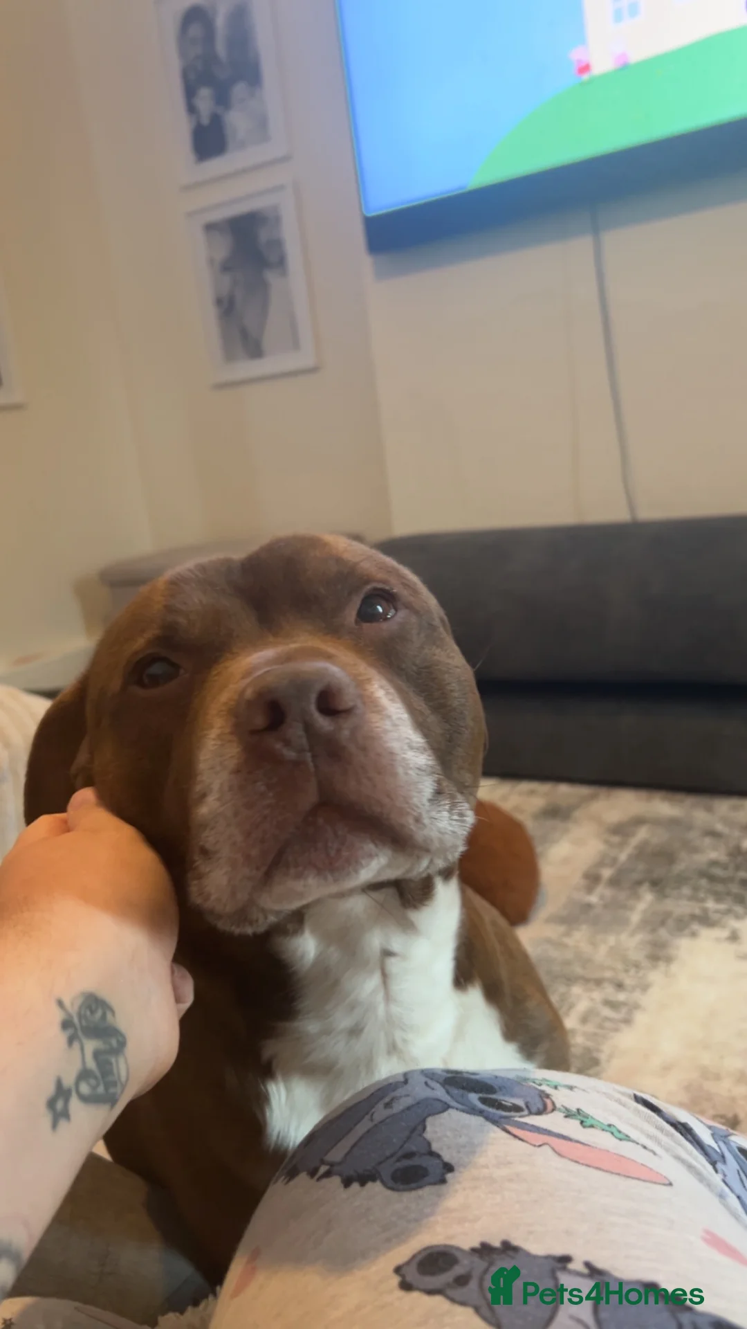Staffordshire Bull Terrier dogs for stud: Bear  in Perth - Advert 8