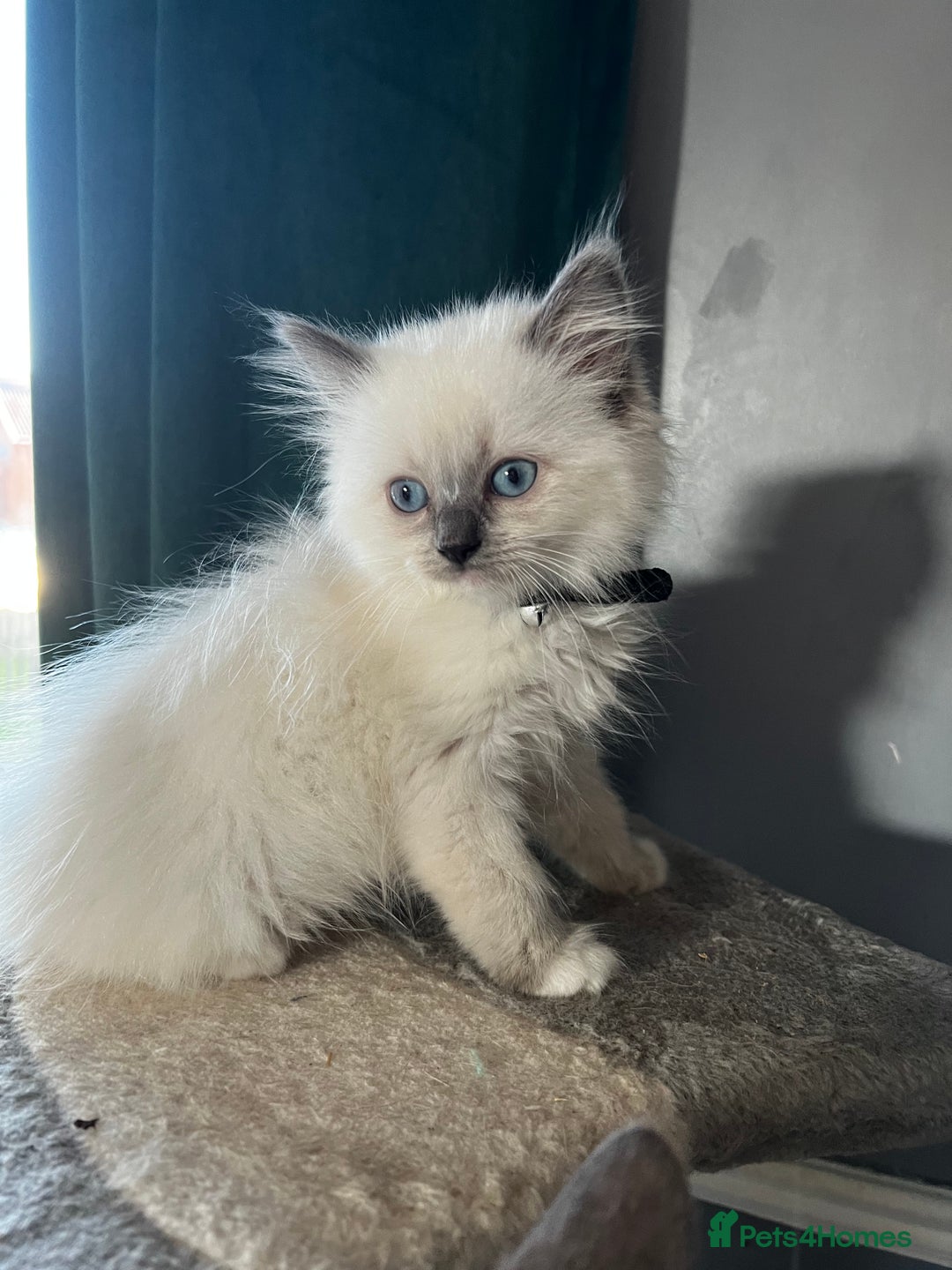 Ragdoll cats for stud: GCCF registered Ragdoll stud in Stoke-on-Trent - Advert 19