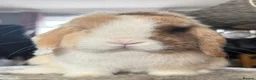 Mini Lop rabbits for sale: Chocolate Harli extreme blue eyed  - Advert 2