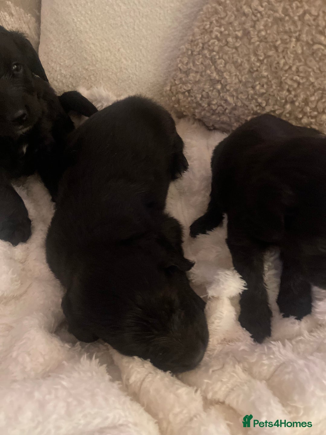 Mixed Breed dogs for sale: Gorgeous puppy’s  - Advert 7