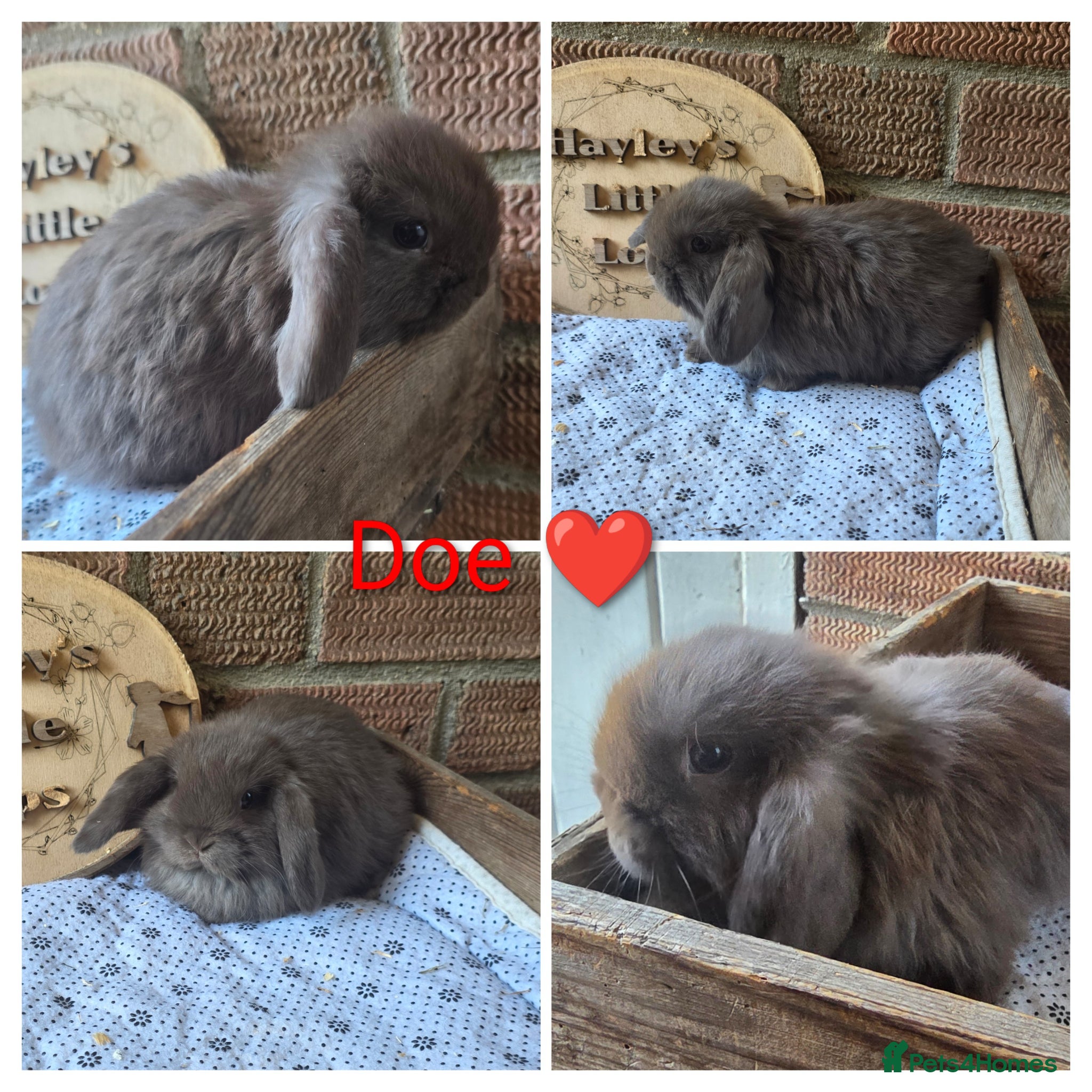Mini Lop rabbits READY NOW Gorgeous pure breed mini lops  - Advert 2