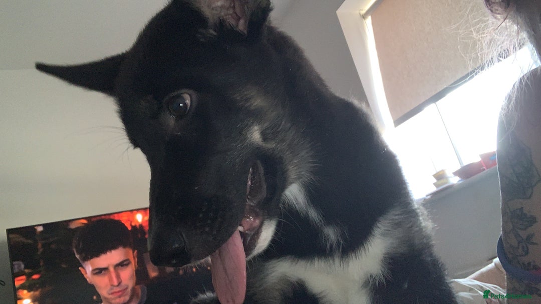 Shepsky dogs for sale: Shepsky puppy for sale  - Image 3